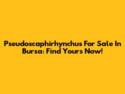 Pseudoscaphirhynchus For Sale In Bursa: Find Yours Now!